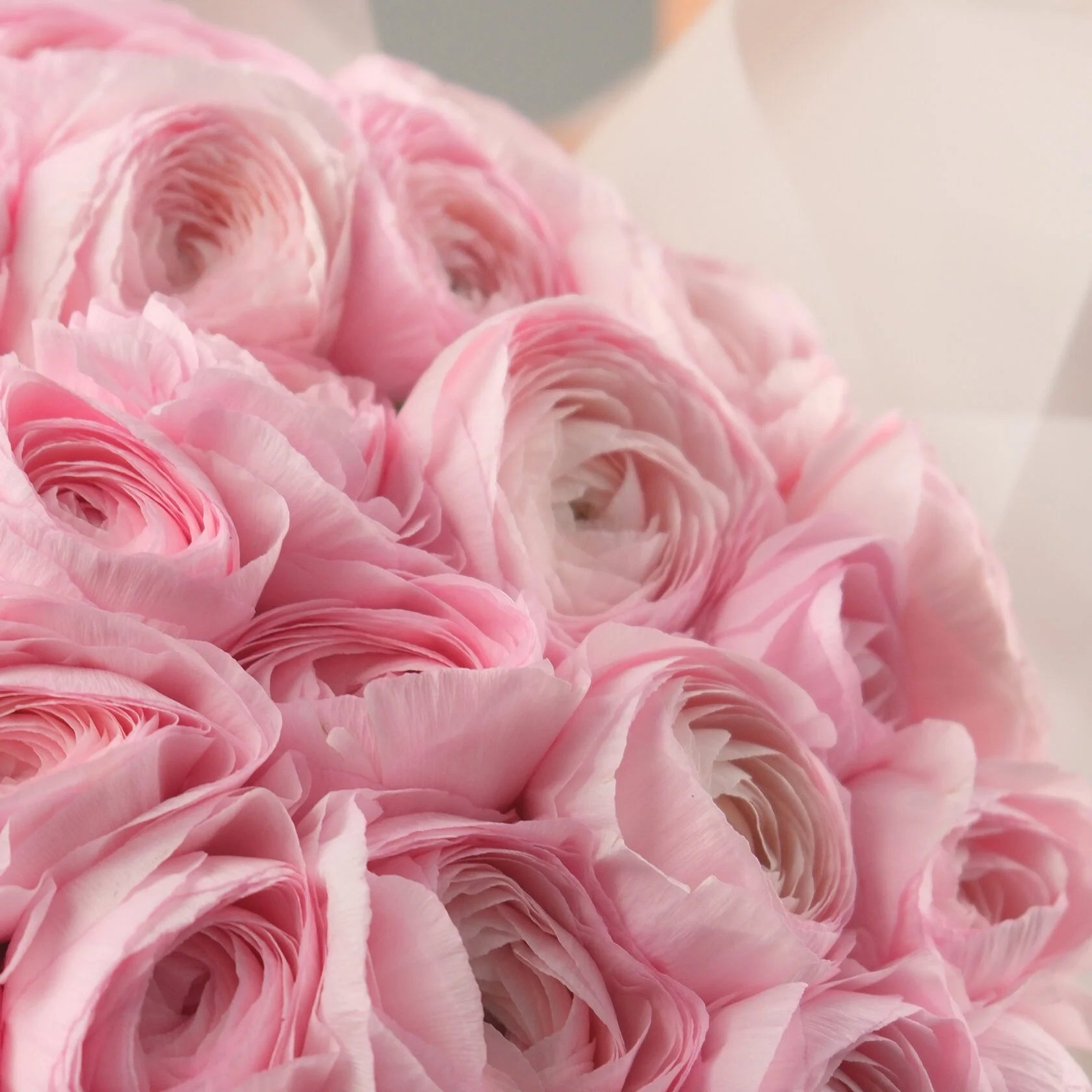 Blush Reverie